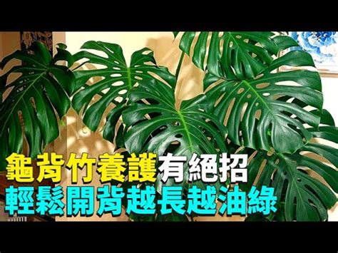 龜背芋怎麼照顧|龜背芋照顧指南：3分鐘搞懂養護祕訣，完整教學讓你。